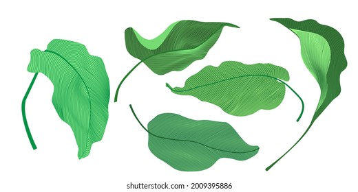 Set of tropical leaves on white background. Plant leaf botanical garden floral foliage. Fresh beauty eco friendly background. Isolated leaf vector illustration element