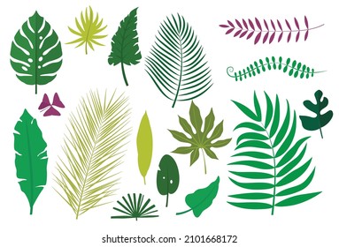 Set of tropical leaves on white background. Vector botanical collection exotic plants in flat style.