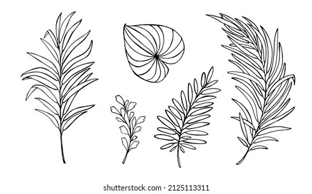 Set of tropical leaves on a white background. Hand drawn botanical art. Ink line drawn tropical leaf. vector contour of plants