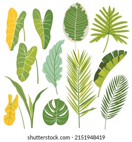 Set of tropical  leaves on white background. Exotic green palm leaves. Vector illustration.