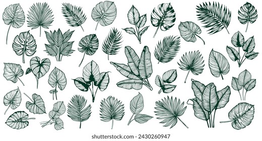 set of tropical leaves outline. leaf vector illustration isolated on background.