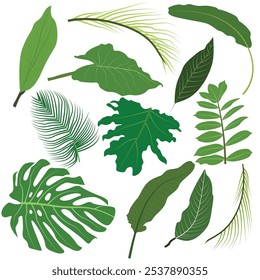 Set of  tropical leaves and palm fronds leaf vector illustration.