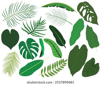 Conjunto de hojas tropicales y hojas de palmera Ilustración vectorial de hojas.