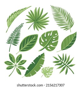 Set of tropical leaves.  Palm leaf, monstera, banana leaf. Vector illustration