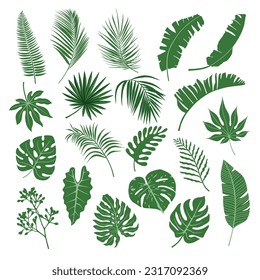 Set of tropical leaves. Palm leaf, banana leaves, coconut leaf, monstera, fern and Jungle leaves 