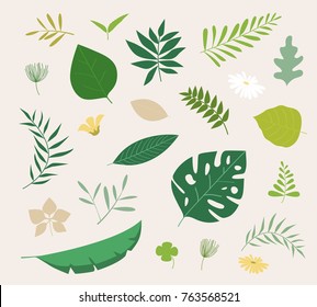 Set of tropical leaves. Palm leaf and banana leaf and jungle trees. Botanical illustration.
