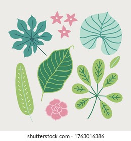Set of tropical leaves - succulent, schefflera, aralia, plumeria isolated on light background. Perfect for summer holidays, decoration