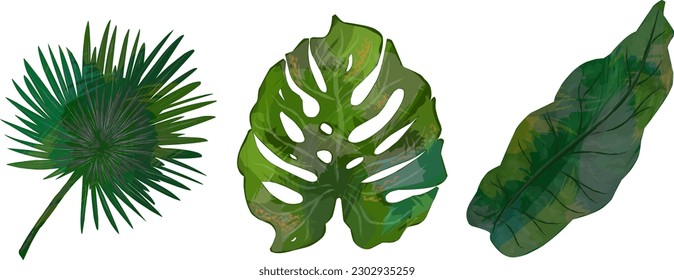 Set of tropical leaves, leaves with texture,. Elements for design	
