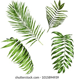 Set of tropical leaves. Vector.
