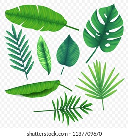 set tropical leaves vector
