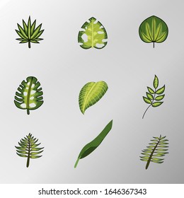 set of tropical leaves vector