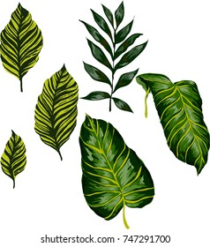 Conjunto de hojas tropicales. Vector.