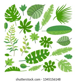 Set of tropical leaves. Vector cartoon rainforest leaves isolated on white background. Brazil jungle flora in flat style. Banana leaf, palm, fern, monstera, and other. Tropic plants