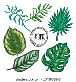 Set of tropical leaves, vector. Exotic plants. Palm leaf, monstera, calathea ornata, calathea roseopicta