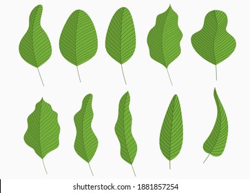 set of tropical leaves. vector illustration