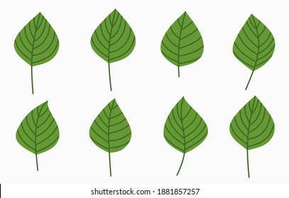 set of tropical leaves. vector illustration