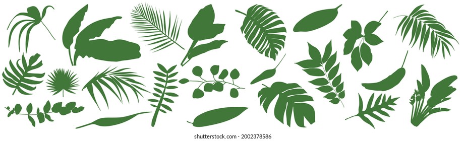 Conjunto de hojas tropicales. Ilustración vectorial de varios follajes verdes aislados en blanco. Elemento de diseño para afiche, menú, volante, banner, menú, paquete.