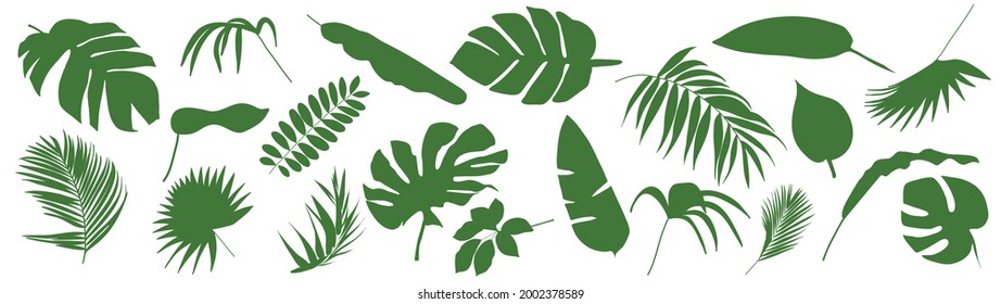 Set of Tropical leaves. Vector illustration of various green foliage isolated on white. Design element for poster, menu, flyer, banner, menu, package.