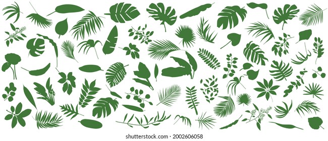Set of Tropical leaves. Vector illustration of various green foliage isolated on white. Design element for poster, menu, flyer, banner, menu, package.