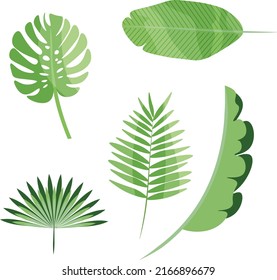 set of tropical leaves. Vector illustration. Monstera leaf