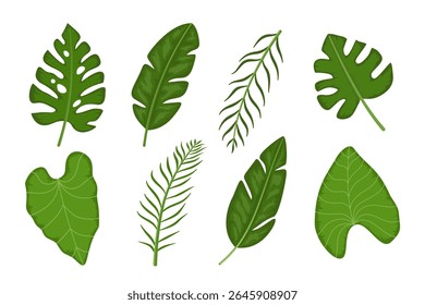 Conjunto de hojas tropicales Ilustración vectorial