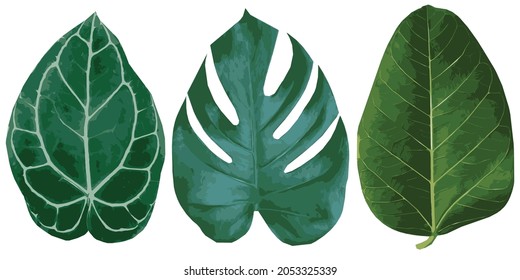 Set of Tropical leaves. Vector isolated elements on the white background.