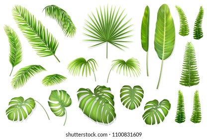 Set of tropical leaves. Vector realistic exotic plants for design invitation card 
or advertising vacation offer. - Shutterstock ID 1100831609