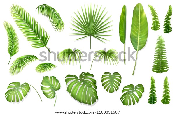 Set Tropical Leaves Vector Realistic Exotic Stock Vector Royalty Free