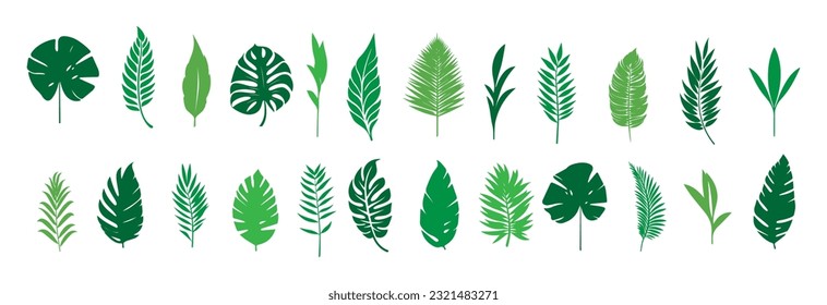 Set of tropical leaves.Collection of exotic palm leaves.Monstera leaf and banana leaves.Botanical plant collection.Leaf icon set.Jungle plant.