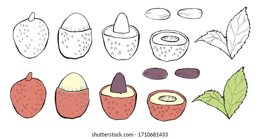 Set of tropical lychee fruits, vector illustration, contour drawing, colorful graphic clipart