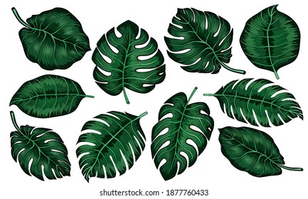 Set of tropical monstera leaves isolated on white background. vector illustration. 