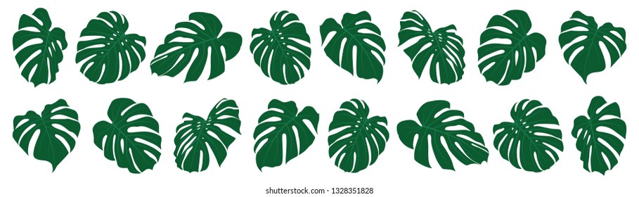 Set of tropical monstera leaves. Vector illustration. Exotic leaves isolated.
