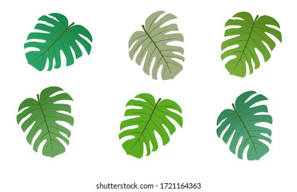 Set of tropical monstera leaves. Vector illustration