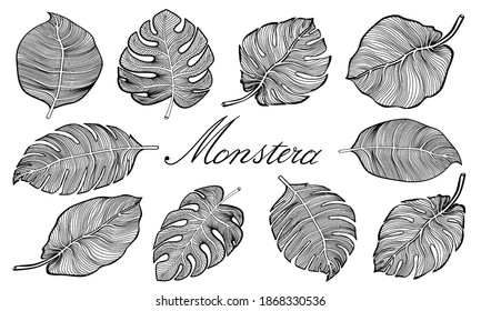 Conjunto de hojas de monstera tropicales. Ilustración vectorial. Hojas de plantas de Monstera