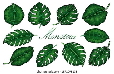 Set of tropical monstera leaves. Vector illustration. Monstera plant leaves, the tropical evergreen vine isolated on white background. art
