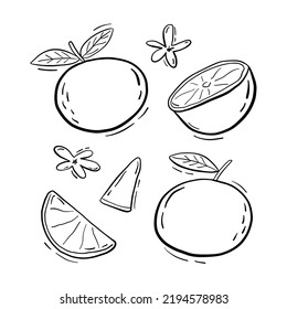 Set of tropical oranges and slices on a white background. Citrus fruit hand drawn illustration. Ideal for prints, scrapbooking, invitation and party decoration. Doodle vector clipart