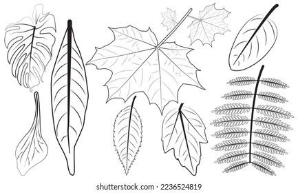 Set of tropical outline leaves.hand Drawing sketches of leaves vector. doodle style Vector illustration palm, banana leaf.