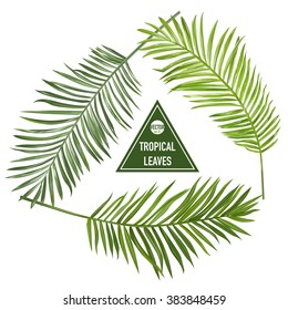 Set of Tropical Palm Leaves - for design elements, scrapbooking - in vector