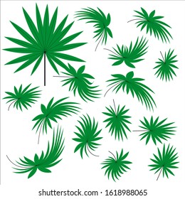 Set of tropical palm leaves in flat style isolated on white background. Stock vector illustration for decoration and design, postcards, posters, banners, fabrics, packaging, web pages and more.