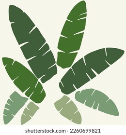 a set of tropical palm leaves. Green banana leaves for the design of bright summer postcards posters