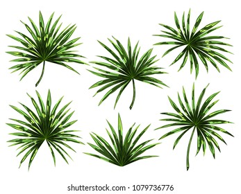 Set of tropical palm leaves isolated on white background. Vector illustration.