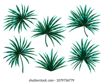 Set of tropical palm leaves isolated on white background. Vector illustration.