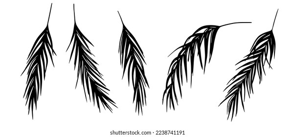 Set of tropical palm leaves silhouettes. Black and white exotic plant isolated on white background