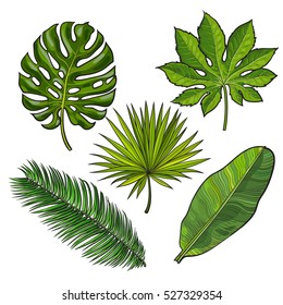 Set of tropical palm leaves, sketch style vector illustration isolated on white background. Realistic hand drawings of monstera, banana, palm trees as jungle, tropical forest design elements