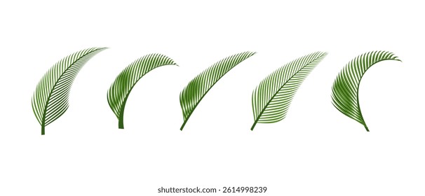 Set of tropical palm leaves vector isolated on white background. Simple flat vector