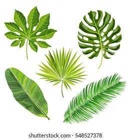 Set of tropical palm leaves, vector illustration isolated on white background. Realistic hand drawings of monstera, banana, palm trees as jungle, tropical forest design elements