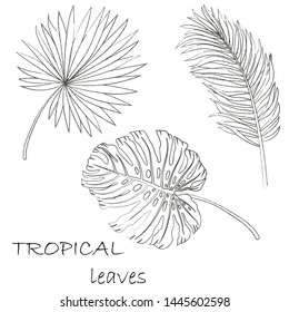 Set of tropical palm line art leaves vector on white background