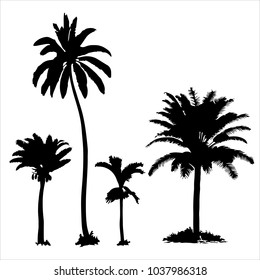 Set of tropical palm trees with leaves, black silhouettes isolated on white background. Vector illustration