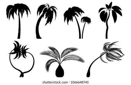 Set tropical palm trees with leaves, mature and young plants. Black silhouettes isolated on white background. Vector. Palm icon