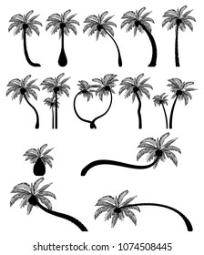 Set tropical palm trees with leaves, mature and young plants. Black silhouettes isolated on white background. Vector. Palm icon
